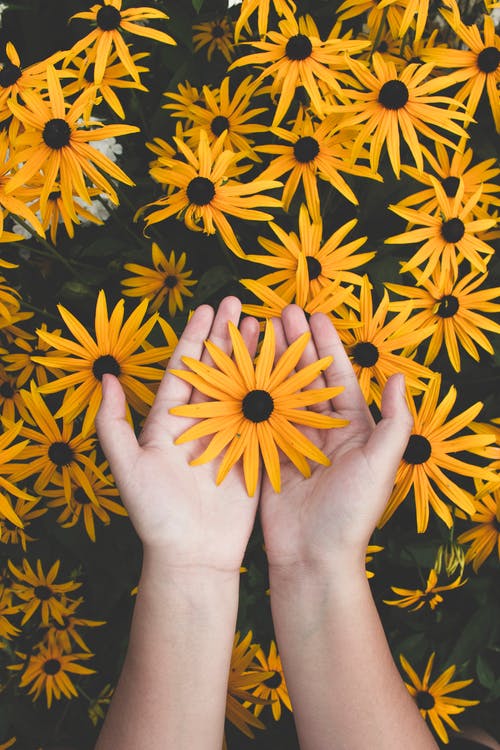 delle braccia tengono in mano un fiore giallo sullo sfondo di un prato di fiori gialli